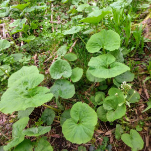 一度植えたら毎年収穫出来る野菜