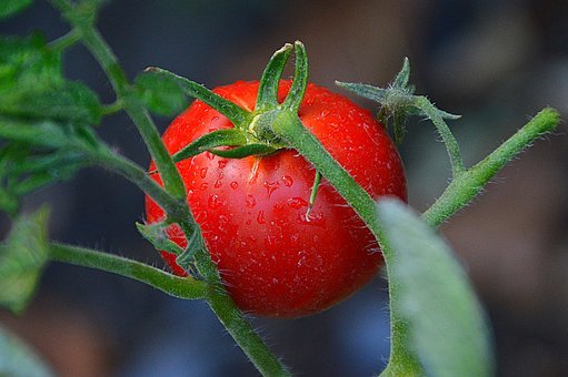 トマトの後作に良い野菜は何 避けた方が良い野菜も合わせて紹介 農家の家庭菜園と台所の楽しみ方
