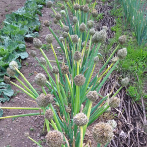 ネギ坊主が出たネギ