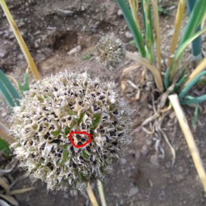 ネギ坊主が出たネギ