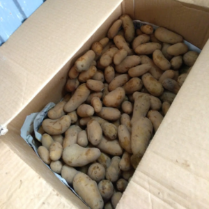 収穫したジャガイモ種芋