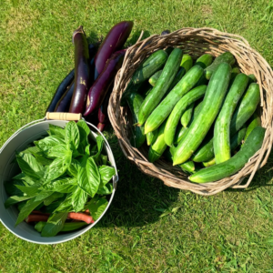 大根の後作に良い野菜