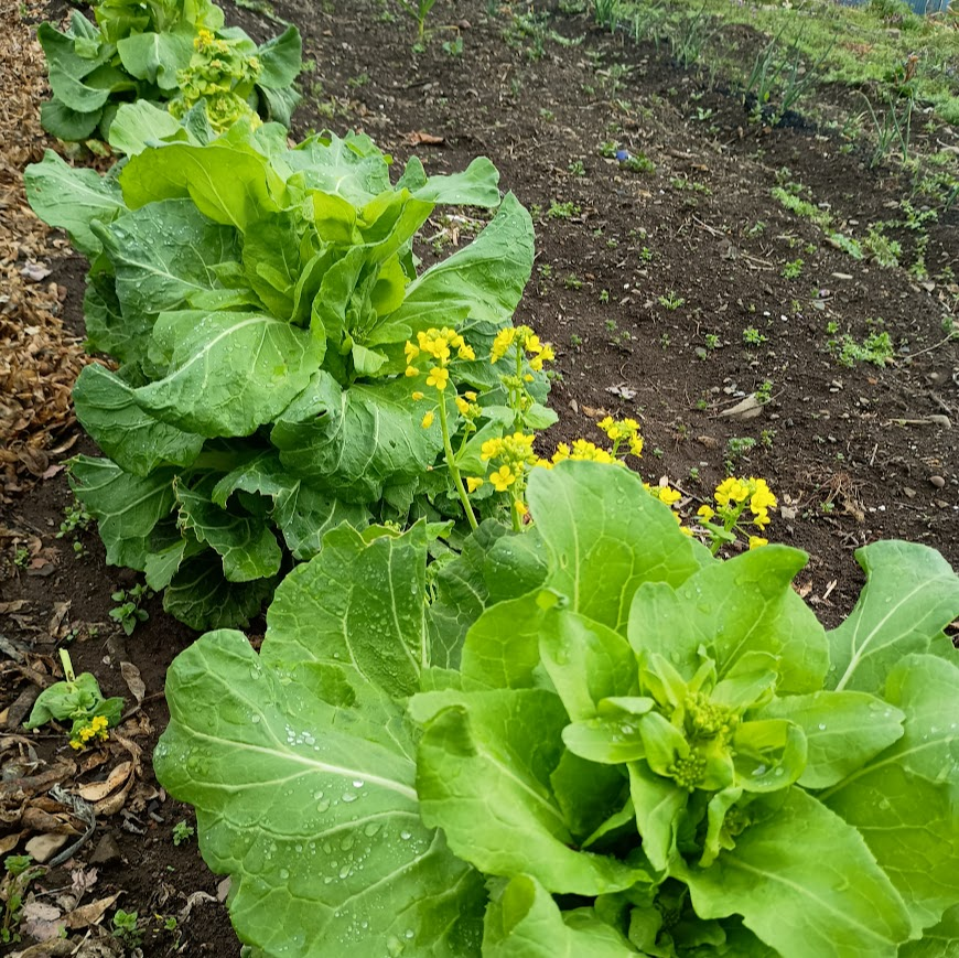 白菜花食べられる
