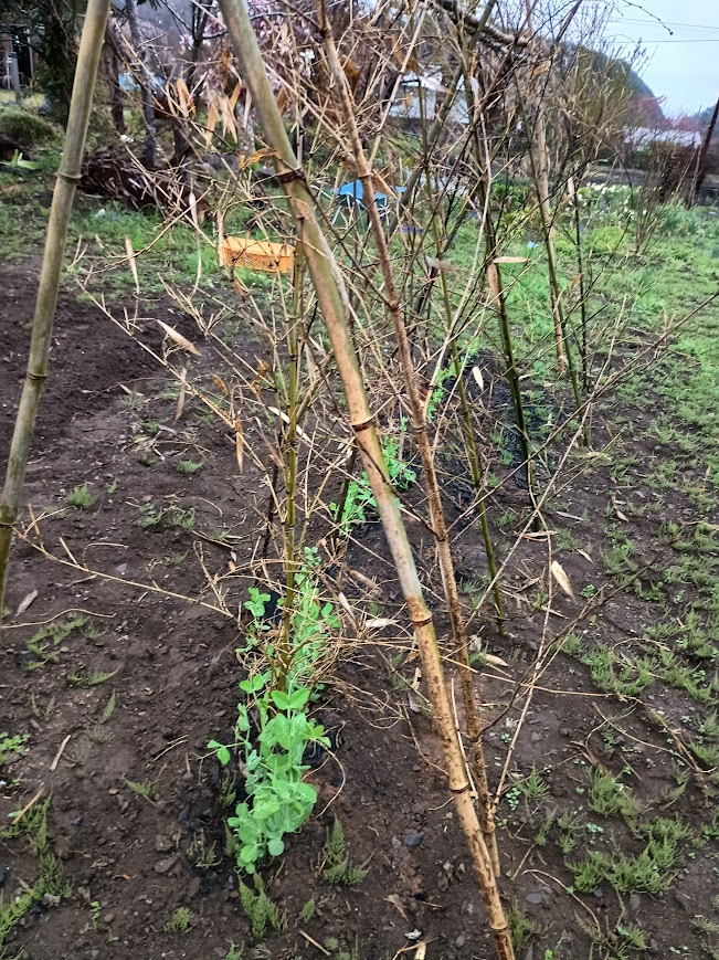 スナップエンドウ支柱竹